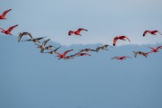 Scarlet Ibis (Eudocimus ruber) flying - Guaratuba Bay - Guaratuba city - Parana state (PR) - Brazil