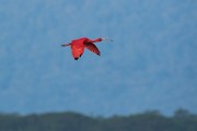 Scarlet Ibis (Eudocimus ruber) flying - Guaratuba Bay - Guaratuba city - Parana state (PR) - Brazil