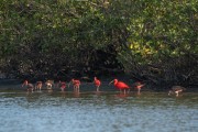 Scarlet Ibis (Eudocimus ruber) - Guaratuba Bay - Guaratuba city - Parana state (PR) - Brazil