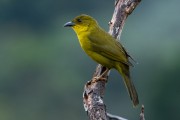 Olive-green Tanager (Orthogonys chloricterus) - Atlantic Rainforest - Parana state (PR) - Brazil