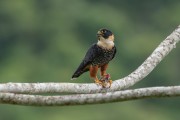 Bat Falcon (Falco rufigularis) - Atlantic Rainforest - Sao Paulo state (SP) - Brazil