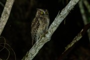 Black-capped Screech-Owl (Megascops atricapilla) - Atlantic Rainforest - Parana state (PR) - Brazil