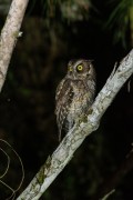 Black-capped Screech-Owl (Megascops atricapilla) - Atlantic Rainforest - Parana state (PR) - Brazil