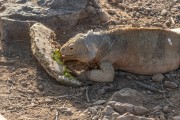Santa Fe Ground Iguana (Conolophus pallidus) - Galapagos Archipelago - Santa Fe Island - Galapagos Province - Ecuador