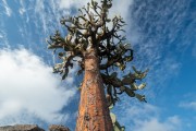 Giant cactus (Opuntia echios) - Galapagos Archipelago - Santa Fe Island - Galapagos Province - Ecuador