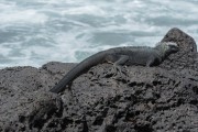 Marine Iguana (Amblyrhynchus cristatus) - Galapagos Archipelago - Santiago Island - Galapagos Province - Ecuador
