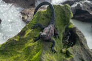 Marine Iguana (Amblyrhynchus cristatus) - Galapagos Archipelago - Floreana Island - Galapagos Province - Ecuador