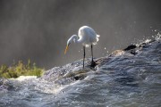 Great Egret (Ardea alba) - Iguaçu National Park - Foz do Iguacu city - Parana state (PR) - Brazil
