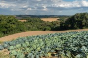 Planting vegetables (Cabbage and Broccoli) - Campo Largo city - Parana state (PR) - Brazil