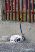 Dog trapped in the wooden fence of the Garota de Ipanema Park - Arpoador - Rio de Janeiro city - Rio de Janeiro state (RJ) - Brazil