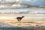 Dog running at Diabo Beach - Rio de Janeiro city - Rio de Janeiro state (RJ) - Brazil