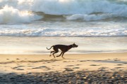 Dog running at Diabo Beach - Rio de Janeiro city - Rio de Janeiro state (RJ) - Brazil