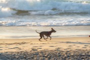 Dog running at Diabo Beach - Rio de Janeiro city - Rio de Janeiro state (RJ) - Brazil