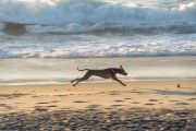 Dog running at Diabo Beach - Rio de Janeiro city - Rio de Janeiro state (RJ) - Brazil