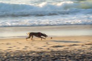 Dog running at Diabo Beach - Rio de Janeiro city - Rio de Janeiro state (RJ) - Brazil