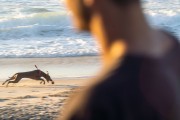 Dog running at Diabo Beach - Rio de Janeiro city - Rio de Janeiro state (RJ) - Brazil