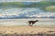 Dog running at Diabo Beach - Rio de Janeiro city - Rio de Janeiro state (RJ) - Brazil