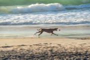 Dog running at Diabo Beach - Rio de Janeiro city - Rio de Janeiro state (RJ) - Brazil