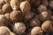Sale of coconuts at the Sao Joaquim Fair - Salvador city - Bahia state (BA) - Brazil