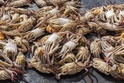 Sale of crabs at the Sao Joaquim Fair - Salvador city - Bahia state (BA) - Brazil