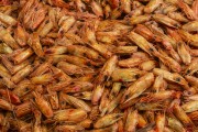Sale of shrimp at the Sao Joaquim Fair - Salvador city - Bahia state (BA) - Brazil