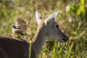 Pampas deer (Ozotoceros bezoarticus) with Cattle Tyrant (Machetornis rixosa) on its back - Refugio Caiman - Miranda city - Mato Grosso do Sul state (MS) - Brazil