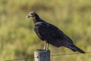 Lesser Yellow-headed Vulture (Cathartes burrovianus) - Refugio Caiman - Miranda city - Mato Grosso do Sul state (MS) - Brazil