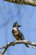Ringed Kingfisher (Megaceryle torquata) - Refugio Caiman - Miranda city - Mato Grosso do Sul state (MS) - Brazil
