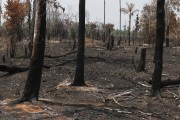 Burning of floodplain vegetation in the Amazon rainforest - Iranduba city - Amazonas state (AM) - Brazil