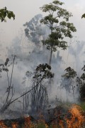 Burning of floodplain vegetation in the Amazon rainforest - Iranduba city - Amazonas state (AM) - Brazil