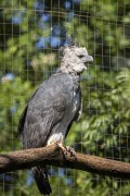 Harpy Eagle (Harpia harpyja) - Aves Park (Birds Park)  - Foz do Iguacu city - Parana state (PR) - Brazil