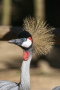 Detail of black crowned crane (Balearica pavonina) - Aves Park (Birds Park)  - Foz do Iguacu city - Parana state (PR) - Brazil