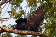 Hyacinth Macaw (Anodorhynchus hyacinthinus) - Encontro da Aguas State Park - Pocone city - Mato Grosso state (MT) - Brazil