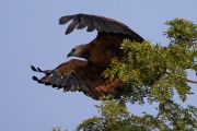 Black-collared Hawk (Busarellus nigricollis) - Encontro da Aguas State Park - Pocone city - Mato Grosso state (MT) - Brazil