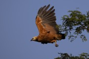 Black-collared Hawk (Busarellus nigricollis) - Encontro da Aguas State Park - Pocone city - Mato Grosso state (MT) - Brazil