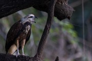 Osprey (Pandion haliaetus) - Encontro das Aguas State Park - Pocone city - Mato Grosso state (MT) - Brazil