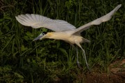 Capped Heron (Pilherodius pileatus) - Encontro da Aguas State Park - Pocone city - Mato Grosso state (MT) - Brazil