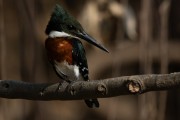  Ringed Kingfisher (Megaceryle torquata) - Encontro da Aguas State Park - Pocone city - Mato Grosso state (MT) - Brazil