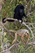 Howler Monkey (Alouatta guariba) - Black (male) and white (female) - Encontro da Aguas State Park - Pocone city - Mato Grosso state (MT) - Brazil