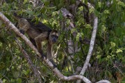 Howler Monkey (Alouatta guariba) - Female - Encontro da Aguas State Park - Pocone city - Mato Grosso state (MT) - Brazil