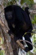 Howler Monkey (Alouatta guariba) - Male - Encontro da Aguas State Park - Pocone city - Mato Grosso state (MT) - Brazil