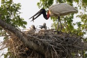 Jabiru (Jabiru mycteria) in the nest feeding chicks - Encontro da Aguas State Park - Pocone city - Mato Grosso state (MT) - Brazil
