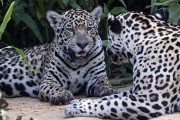 Jaguar (Panthera onca) - Encontro da Aguas State Park - Pocone city - Mato Grosso state (MT) - Brazil