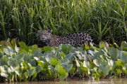 Jaguar (Panthera onca) - Encontro da Aguas State Park - Pocone city - Mato Grosso state (MT) - Brazil
