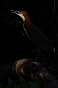Rufescent Tiger-Heron (Tigrisoma lineatum) - Encontro da Aguas State Park - Pocone city - Mato Grosso state (MT) - Brazil