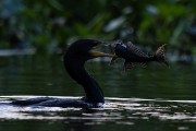 Neotropic Cormorant (Phalacrocorax brasilianus) eating fish - Encontro da Aguas State Park - Pocone city - Mato Grosso state (MT) - Brazil