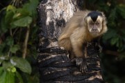 black capuchin (Cebus apella) - Encontro da Aguas State Park - Pocone city - Mato Grosso state (MT) - Brazil