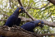 Hyacinth Macaw (Anodorhynchus hyacinthinus) - Encontro da Aguas State Park - Pocone city - Mato Grosso state (MT) - Brazil