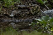 Yacare caiman (caiman crocodilus yacare) - Encontro da Aguas State Park - Pocone city - Mato Grosso state (MT) - Brazil