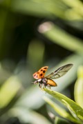 Ladybug (Coleoptera) on leaf - Xangri-la city - Rio Grande do Sul state (RS) - Brazil